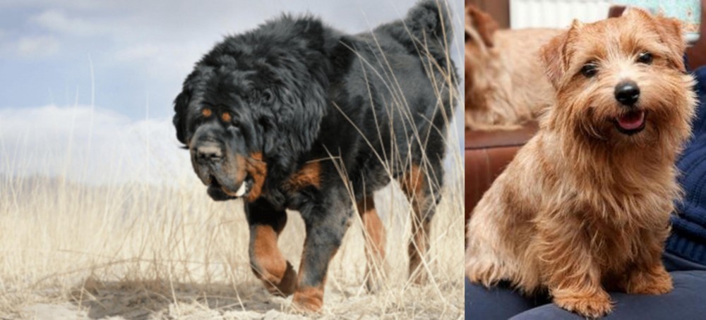 Norfolk Terrier vs Gaddi Kutta - Breed Comparison