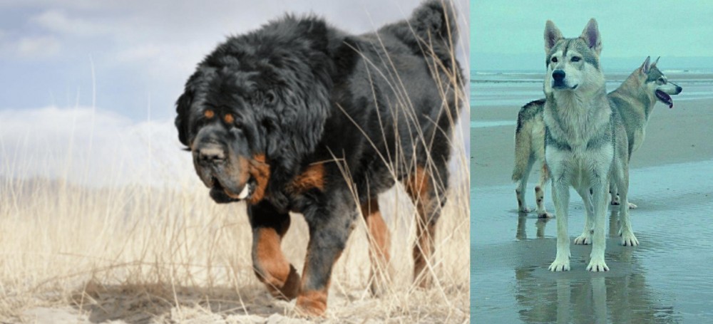 Northern Inuit Dog vs Gaddi Kutta - Breed Comparison