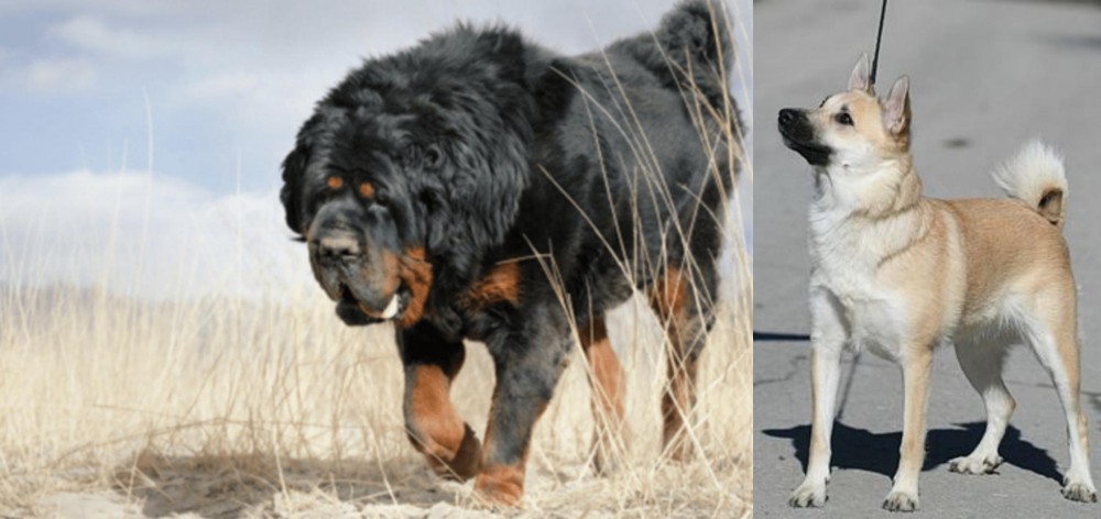 Norwegian Buhund vs Gaddi Kutta - Breed Comparison