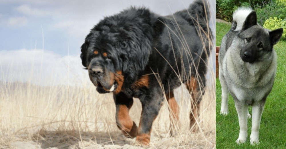 Norwegian Elkhound vs Gaddi Kutta - Breed Comparison