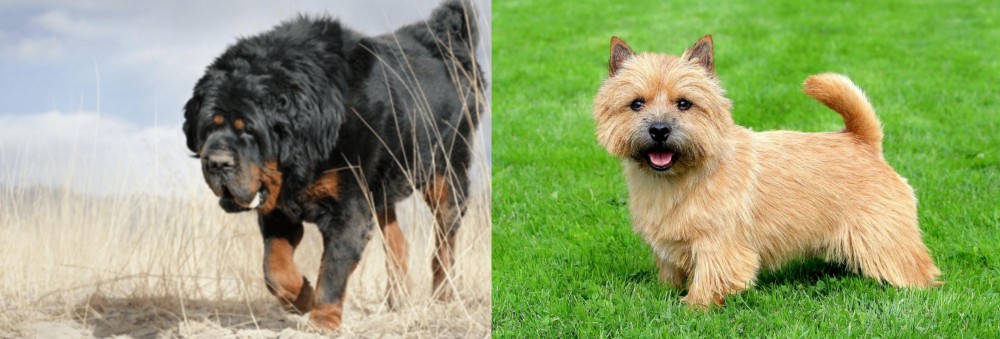 Norwich Terrier vs Gaddi Kutta - Breed Comparison