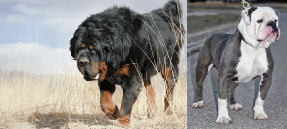 Old English Bulldog vs Gaddi Kutta - Breed Comparison