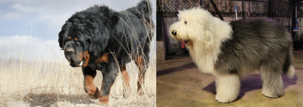 Old English Sheepdog vs Gaddi Kutta - Breed Comparison