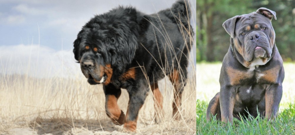 Olde English Bulldogge vs Gaddi Kutta - Breed Comparison