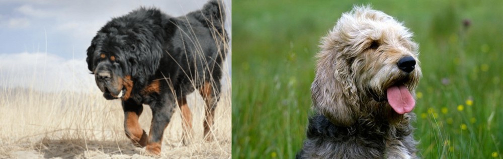 Otterhound vs Gaddi Kutta - Breed Comparison