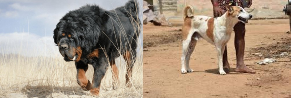 Pandikona vs Gaddi Kutta - Breed Comparison