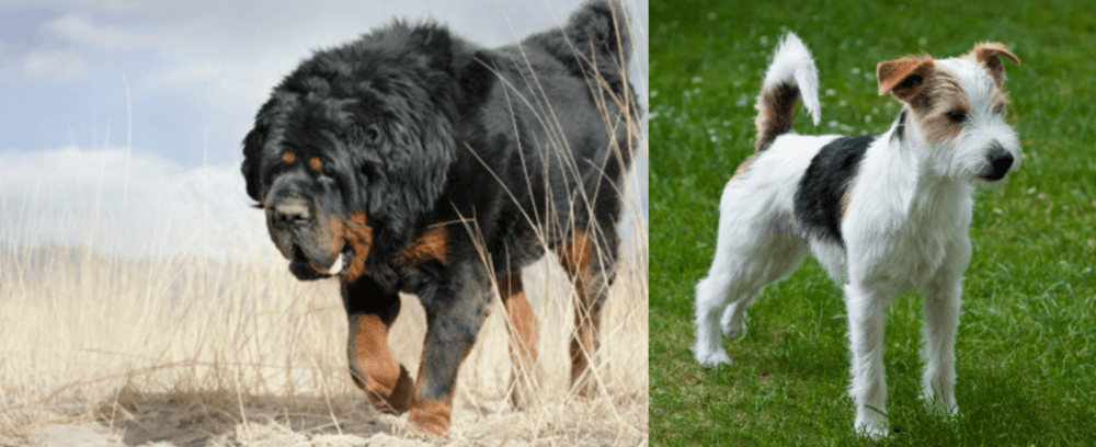 Parson Russell Terrier vs Gaddi Kutta - Breed Comparison