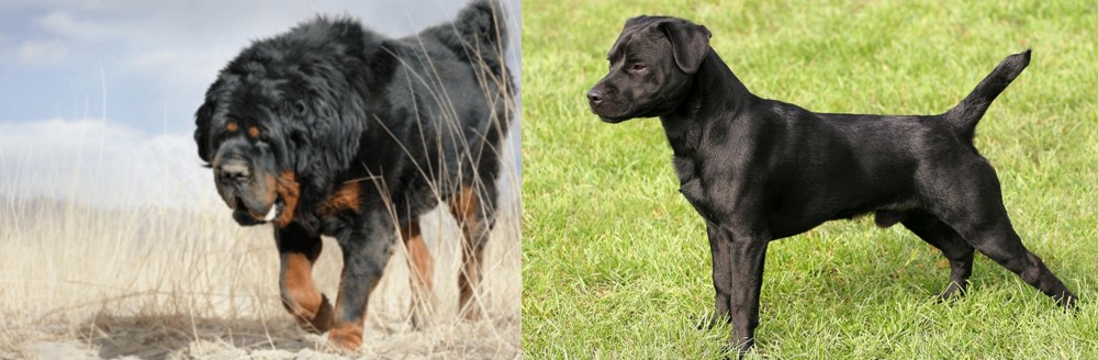 Patterdale Terrier vs Gaddi Kutta - Breed Comparison