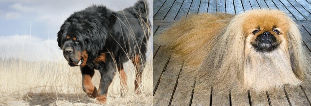 Pekingese vs Gaddi Kutta - Breed Comparison
