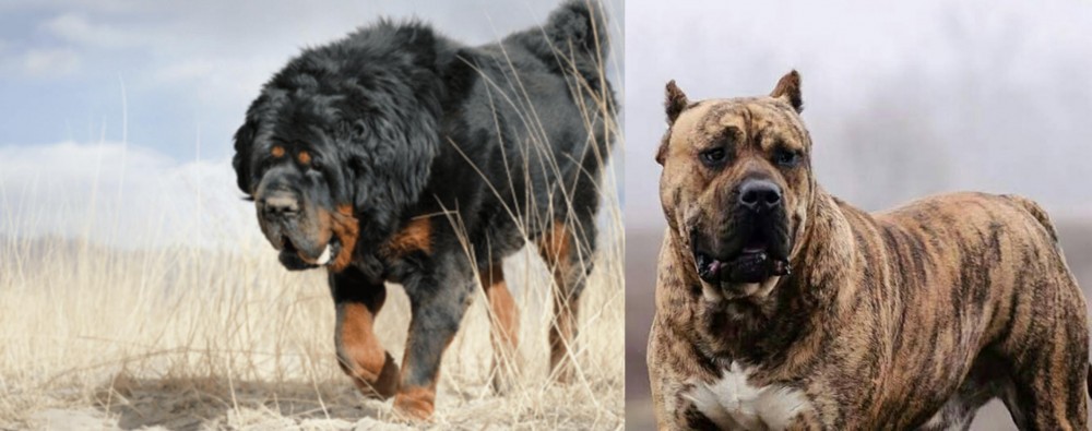 Perro de Presa Canario vs Gaddi Kutta - Breed Comparison