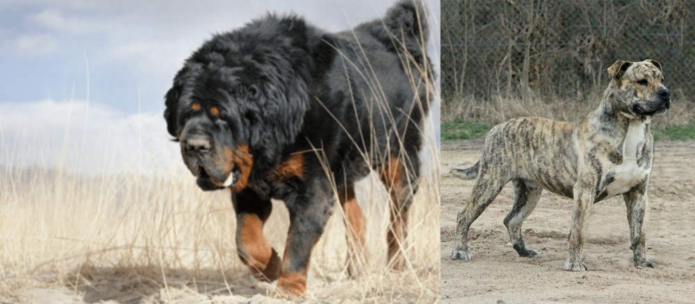 Perro de Presa Mallorquin vs Gaddi Kutta - Breed Comparison