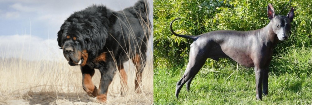 Peruvian Hairless vs Gaddi Kutta - Breed Comparison