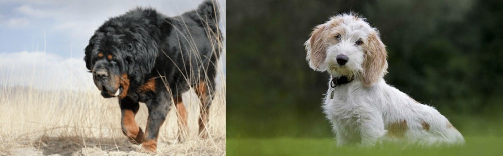 Petit Basset Griffon Vendeen vs Gaddi Kutta - Breed Comparison