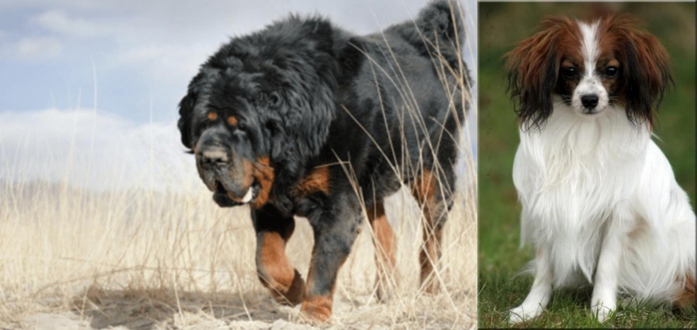 Phalene vs Gaddi Kutta - Breed Comparison