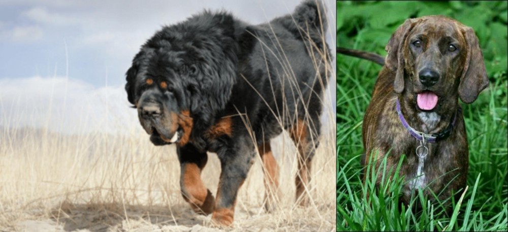 Plott Hound vs Gaddi Kutta - Breed Comparison
