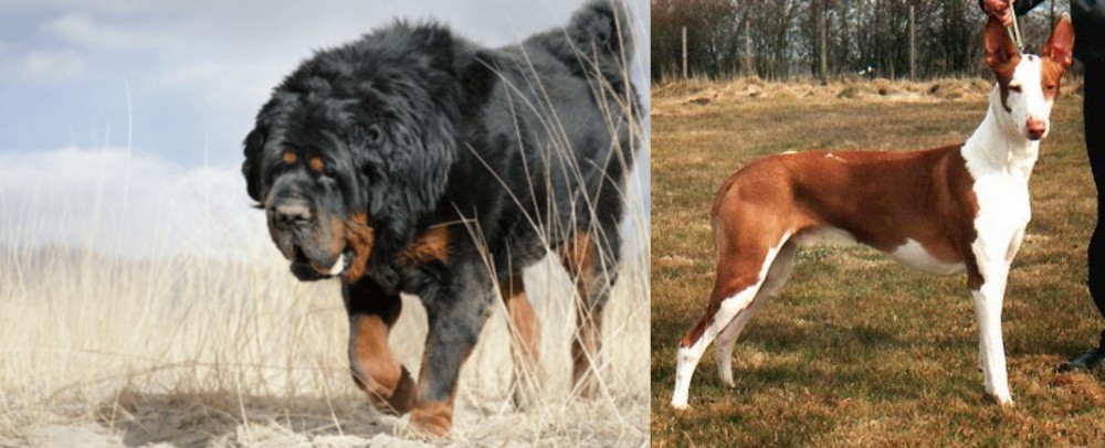Podenco Canario vs Gaddi Kutta - Breed Comparison