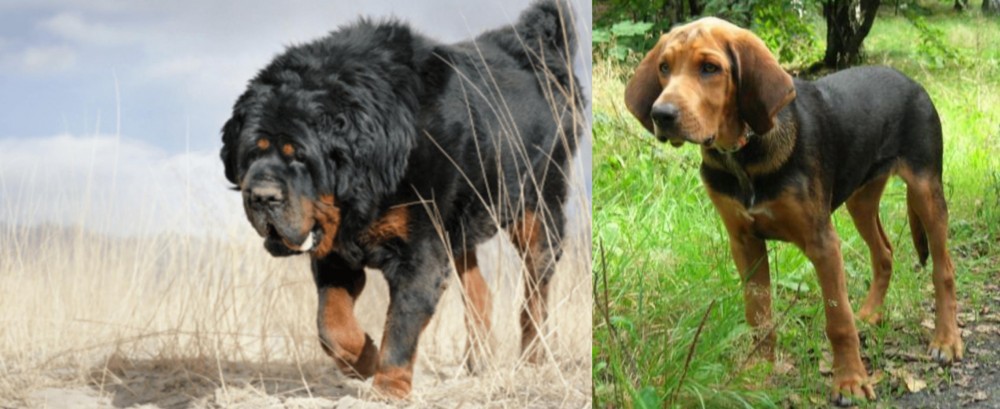 Polish Hound vs Gaddi Kutta - Breed Comparison