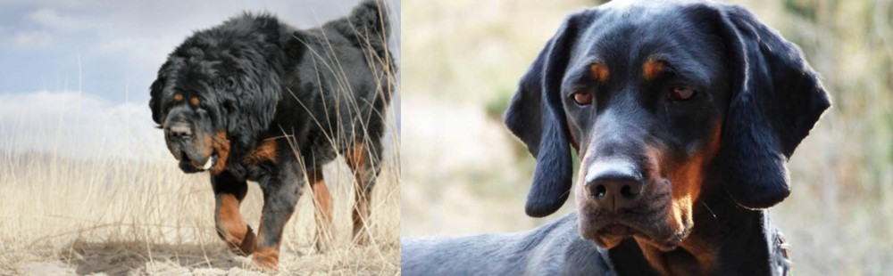 Polish Hunting Dog vs Gaddi Kutta - Breed Comparison