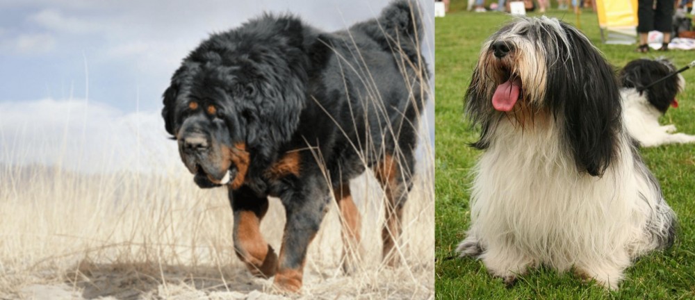 Polish Lowland Sheepdog vs Gaddi Kutta - Breed Comparison