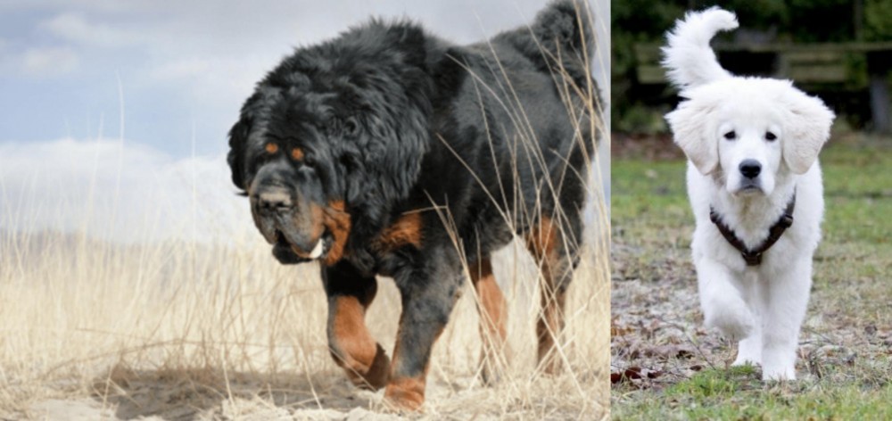 Polish Tatra Sheepdog vs Gaddi Kutta - Breed Comparison