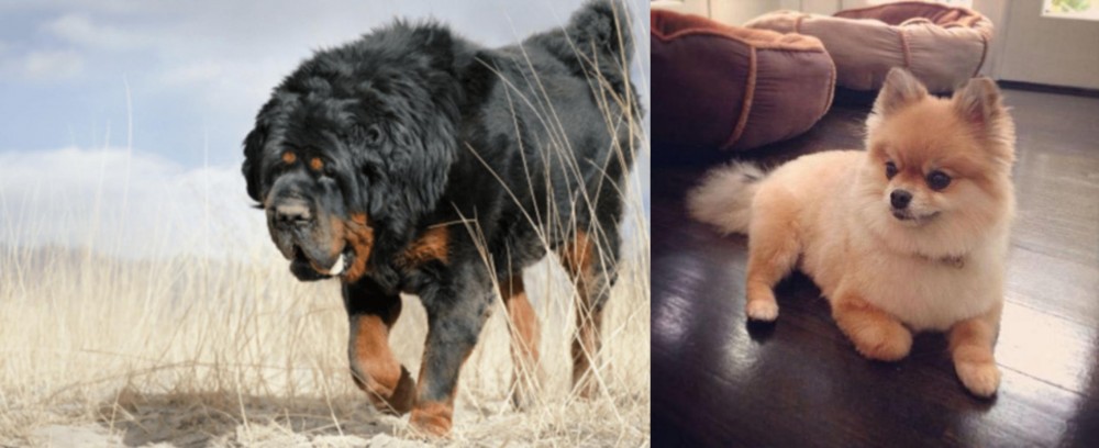 Pomeranian vs Gaddi Kutta - Breed Comparison