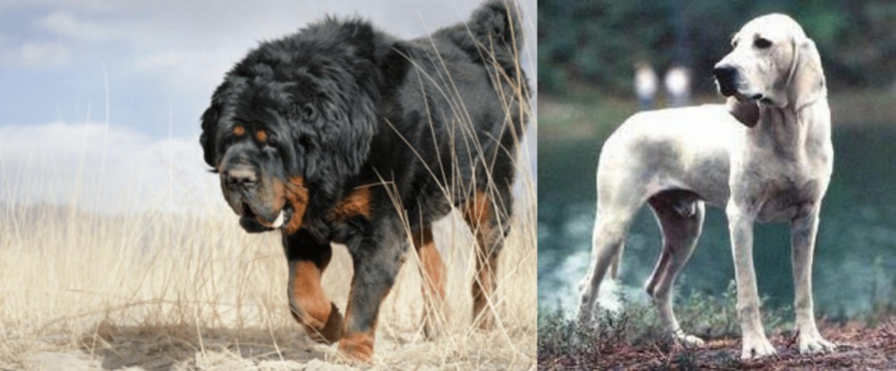 Porcelaine vs Gaddi Kutta - Breed Comparison