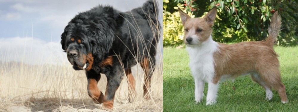 Portuguese Podengo vs Gaddi Kutta - Breed Comparison