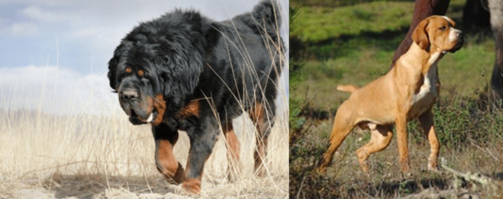 Portuguese Pointer vs Gaddi Kutta - Breed Comparison