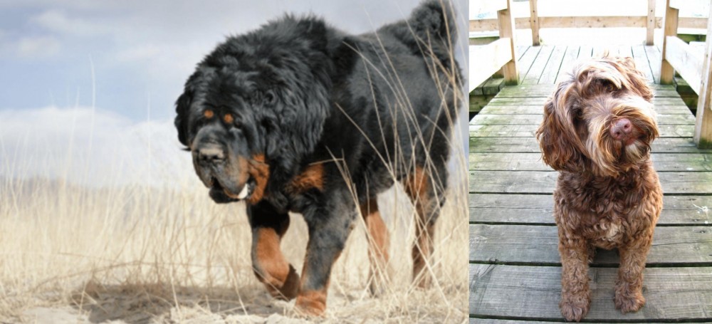 Portuguese Water Dog vs Gaddi Kutta - Breed Comparison