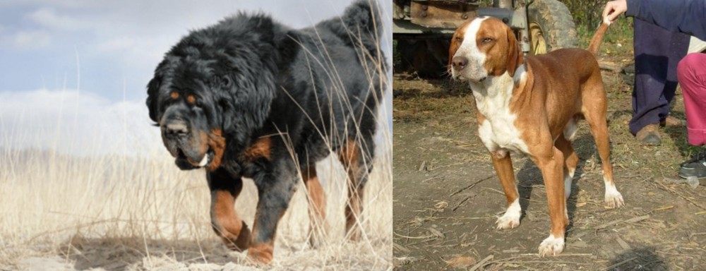 Posavac Hound vs Gaddi Kutta - Breed Comparison
