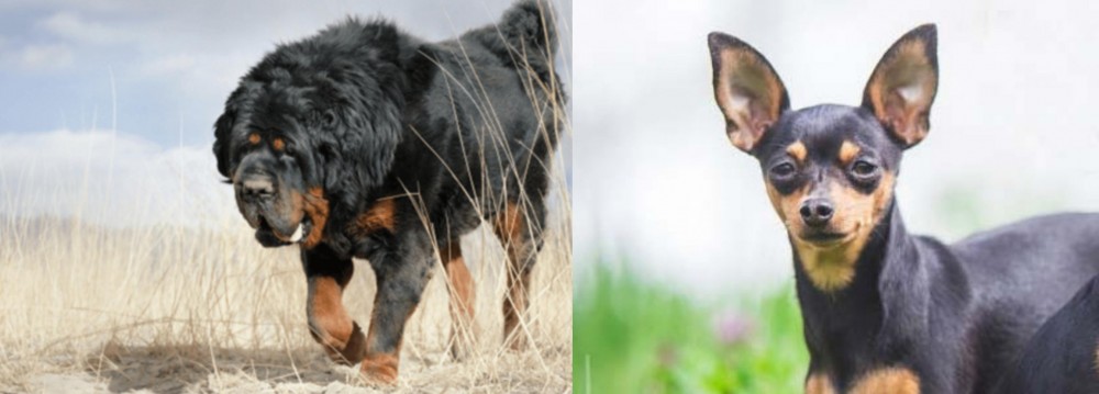 Prazsky Krysarik vs Gaddi Kutta - Breed Comparison