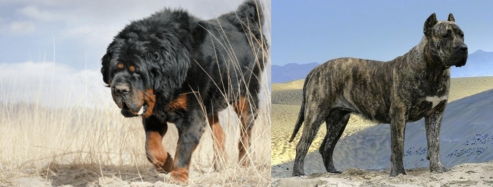 Presa Canario vs Gaddi Kutta - Breed Comparison