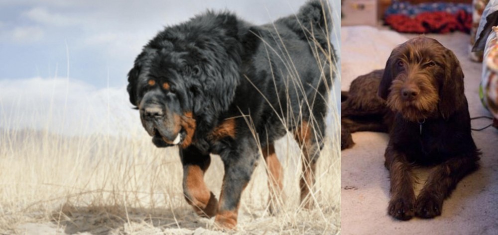 Pudelpointer vs Gaddi Kutta - Breed Comparison