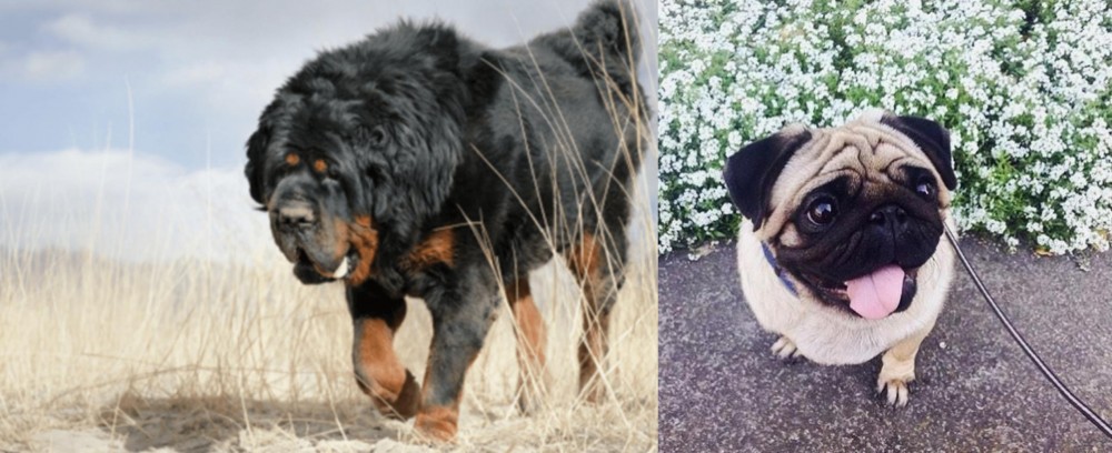 Pug vs Gaddi Kutta - Breed Comparison