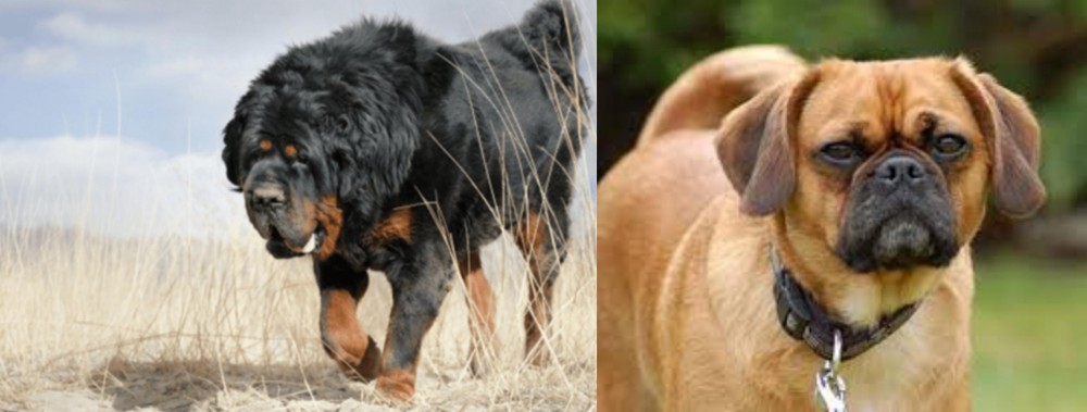 Pugalier vs Gaddi Kutta - Breed Comparison