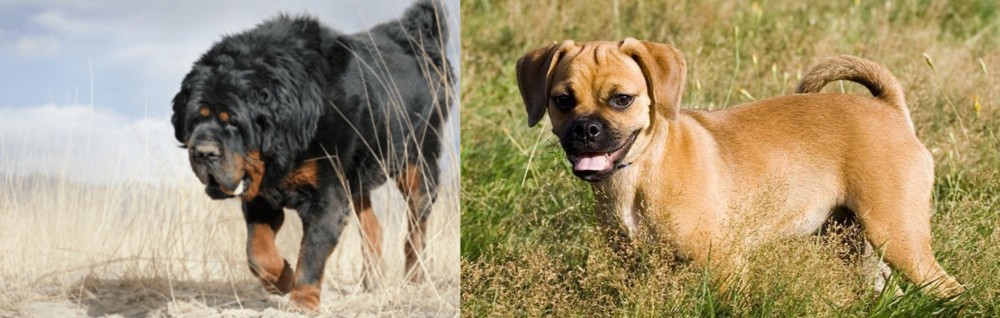 Puggle vs Gaddi Kutta - Breed Comparison
