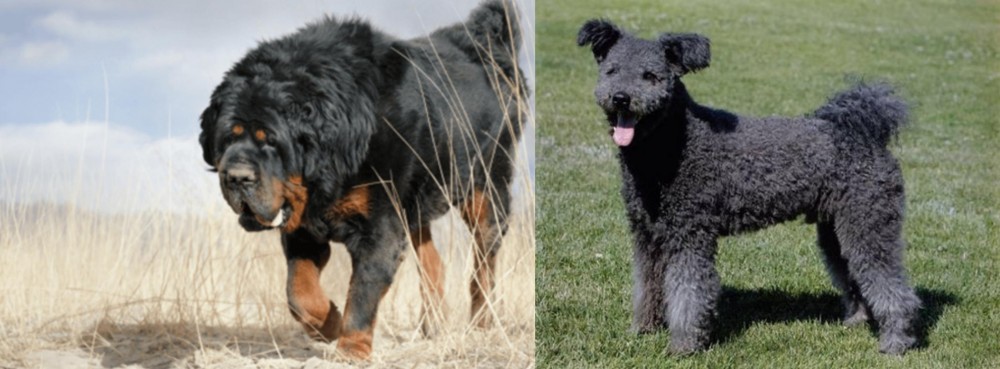 Pumi vs Gaddi Kutta - Breed Comparison