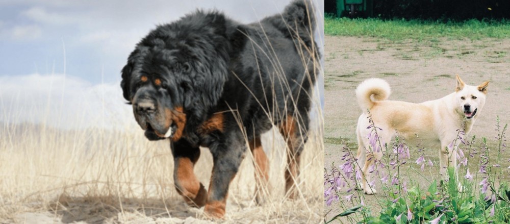 Pungsan Dog vs Gaddi Kutta - Breed Comparison