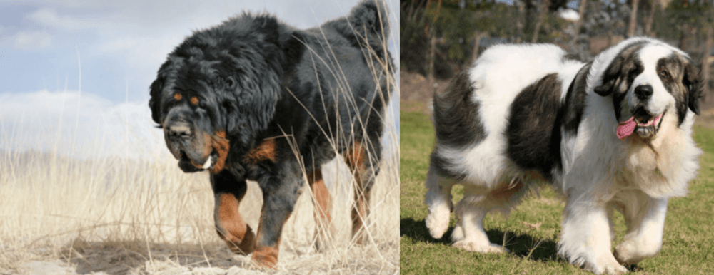 Pyrenean Mastiff vs Gaddi Kutta - Breed Comparison