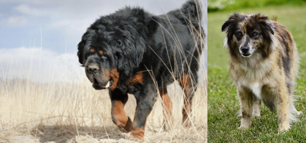 Pyrenean Shepherd vs Gaddi Kutta - Breed Comparison