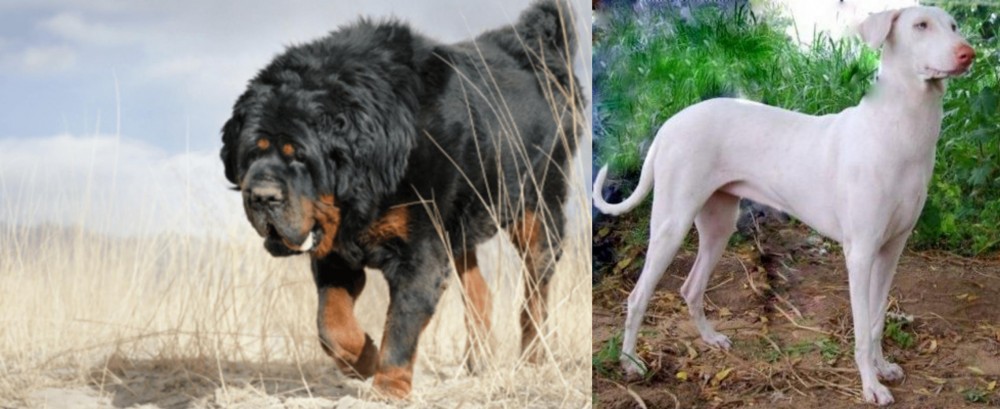 Rajapalayam vs Gaddi Kutta - Breed Comparison