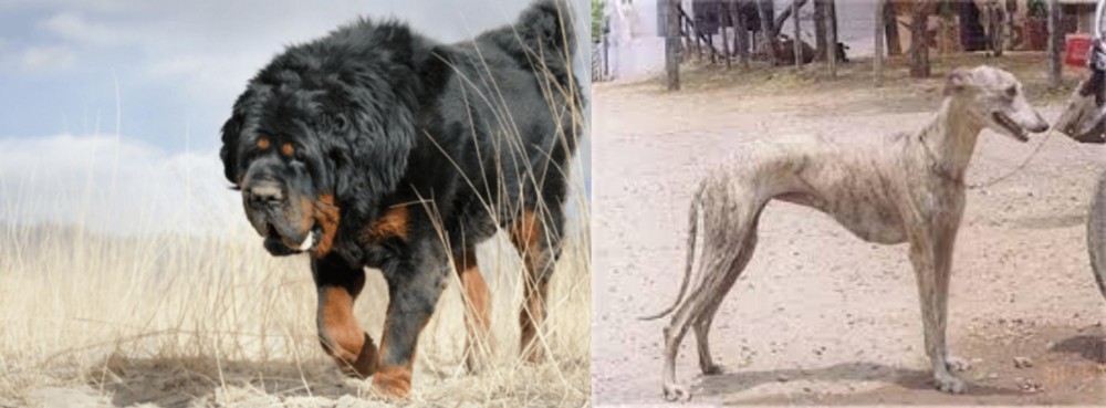 Rampur Greyhound vs Gaddi Kutta - Breed Comparison