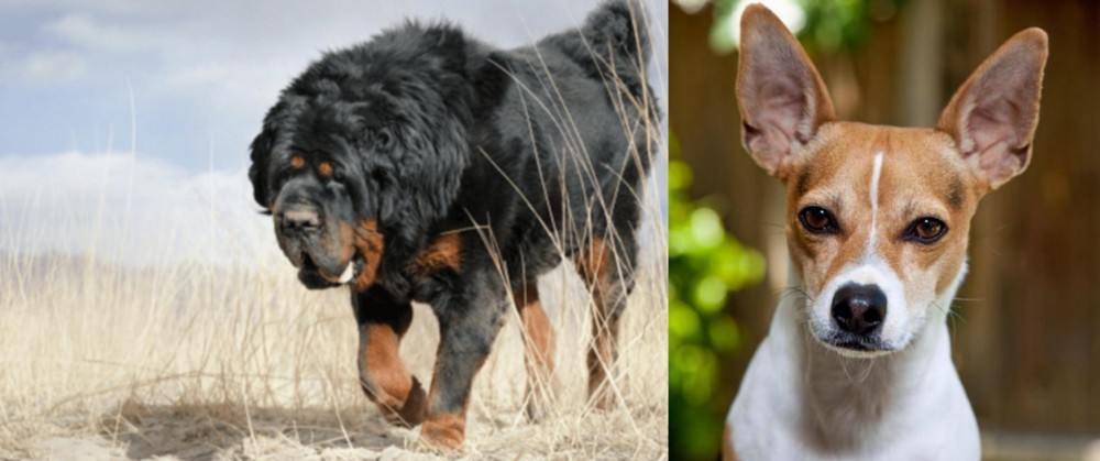 Rat Terrier vs Gaddi Kutta - Breed Comparison