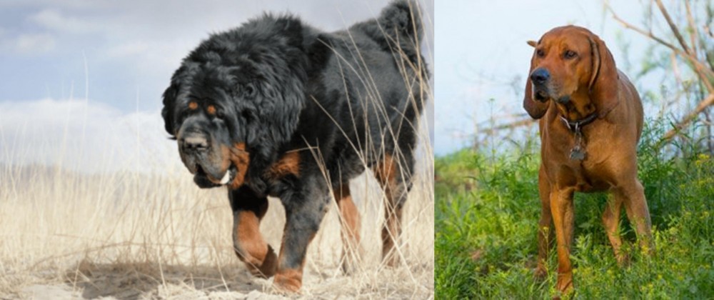 Redbone Coonhound vs Gaddi Kutta - Breed Comparison