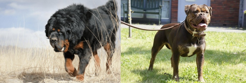 Renascence Bulldogge vs Gaddi Kutta - Breed Comparison