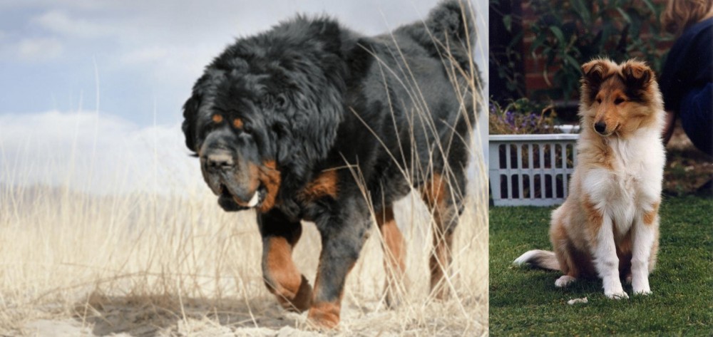 Rough Collie vs Gaddi Kutta - Breed Comparison