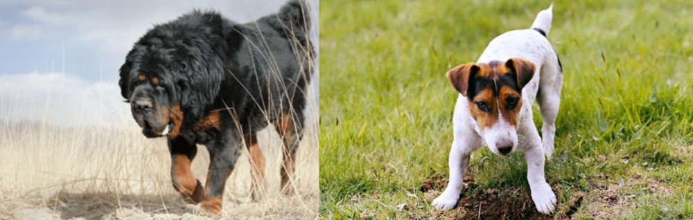Russell Terrier vs Gaddi Kutta - Breed Comparison