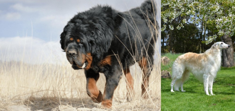 Russian Hound vs Gaddi Kutta - Breed Comparison