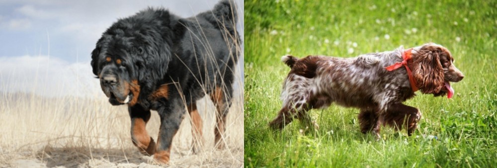 Russian Spaniel vs Gaddi Kutta - Breed Comparison