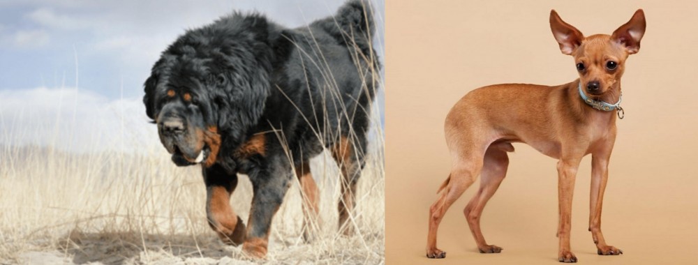 Russian Toy Terrier vs Gaddi Kutta - Breed Comparison